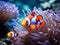 Ocellaris clownfish