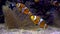 Ocellaris clownfish or Amphiprion ocellaris swimming underwater