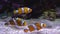 Ocellaris clownfish or Amphiprion ocellaris swimming underwater