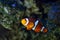 Ocellaris clownfish dominant male, active animal among soft corals in nano reef marine aquarium, hardy species for experienced