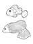 Ocellaris clownfish fighting fish betta animal nature art hand drawing illustration design sketch doodle black white cartoon