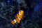 Ocellaris clownfish male, active animal among soft corals in nano reef marine aquarium, hardy species, experienced aquarist hobby