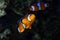 Ocellaris clownfish male show off, healthy and active animal among soft corals in nano reef marine aquarium, hardy species