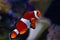 Ocellaris clownfish male swim away, active animal in nano reef marine aquarium, hardy species for experienced aquarist hobby