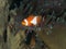 Ocellaris clownfish - Nemo