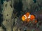 Ocellaris clownfish - Nemo