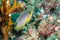 Ocellate damselfish, Pomacentrus vaiuli in a tropical coral reef of Andaman sea