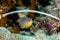 Ocellate damselfish, Pomacentrus vaiuli in a tropical coral reef of Andaman sea