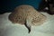 Ocellate river stingray, Potamotrygon motoro fish