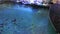 Ocellate river stingray in the Zoo aquarium. Europe, Poland