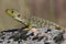 Ocellated Lizard