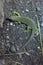 Ocellated lizard (Timon lepidus).