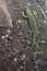 Ocellated lizard (Timon lepidus).