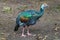 Ocellated turkey bird chicken in tropical nature in Coba Mexico