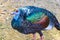 Ocellated turkey bird chicken in tropical nature in Coba Mexico