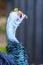 Ocellated turkey bird chicken in tropical nature in Coba Mexico