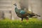 Ocellated turkey, Meleagris ocellata, rare bizar bird, Tikal National Park, Gutemala. Wild turkey, ruins forest in South America.