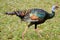 Ocellated Turkey Trot