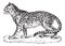 Ocelot or Dwarf Leopard or Leopardus pardalis, vintage engraving