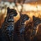 Ocelot family in the savanna with setting sun shining.