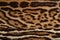 Ocelot fur pattern