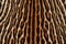 Ocelot fur texture