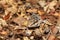 Ocelot gecko, Paroedura picta, Kirindy Forest, Madagascar