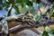 An ocelot is hanging over a mango tree