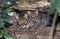 Ocelot, leopardus pardalis, Female with Cub