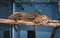 Ocelot, a medium-sized wild cat, laying on a wooden branch in the zoo park