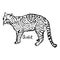 ocelot - vector illustration sketch hand drawn with black lines, isolated on white background