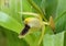 Ocher Yellow Coelogyne Orchid
