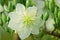 Ochna integerima white flower