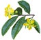 Ochna Integerrima Flower