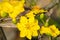 Ochna integerrima, the symbol of Vietnamese lunar new year in south. The golden yellow of the flower means the noble roots of Viet