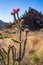 Ochotillo cactus in Big Bend National Park