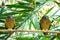 Ochre-bellied Boobook (Ninox ochracea) in Sulawesi