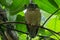 Ochre-bellied Boobook Ninox ochracea, in Tangkoko National Park, Sulawesi, Indonesia