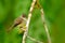 Ochre-bellied flycatcher, Mionectes oleagineus, Costa Rica. Bord in the nature habitat.