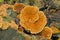 Ochre Bracket mushrooms growing on a dead tree