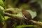 Ochre-breasted Antpitta