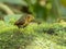 Ochre Breasted Antpitta in Ecuador