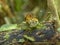 Ochre Breasted Antpitta in Ecuador