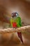 Ochre-marked Parakeet or Blue-throated Parakeet, Pyrrhura cruentata, rare parrot from Brazil nature. Detail close-up portrait of b