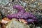 Ochre starfish Pisaster ochraceus Whytecliff park, British Col