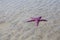 A Ochre Starfish Purple sea star