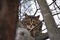 Ocicat cat sitting in dry branches on a tree