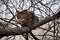 Ocicat cat sitting in dry branches on a tree