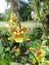 Ocidium Orchid. Flowers . Magic Blooming in tropics. Special gardens