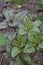 Ocimum basilicum. Fragrant herb, spices. Basil